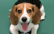 比格猎犬62
