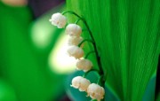 铃兰花图片 铃兰壁纸 lily of the valey desktop wallpaper 白色铃兰花 lilies of the valley 花卉壁纸