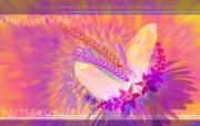 电脑CG花卉插画 电脑花卉绘画 花卉壁纸