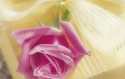 浪漫花卉艺术图片 Desktop Wallpaper of Romantic flowers 典雅花卉艺术摄影 花卉壁纸