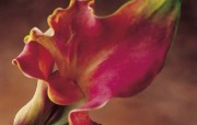 浪漫花卉艺术图片 Desktop Wallpaper of Romantic flowers 典雅花卉艺术摄影 花卉壁纸