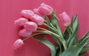 郁金香图片郁金香壁纸 Flower tulip Photos Flower Wallpaper 繁花似锦花卉摄影壁纸 花卉壁纸