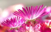45张 3种尺寸 花卉摄影壁纸 Flower photography by Digital Camera 个人花卉摄影集第三辑 花卉壁纸