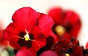 45张 3种尺寸 花卉摄影壁纸 Flower photography by Digital Camera 个人花卉摄影集第三辑 花卉壁纸
