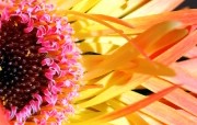 Digital Flower Photography 鲜花花卉摄影壁纸 digital stcok photographs of flowers 个人花卉摄影集第四辑 花卉壁纸