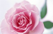 花卉艺术摄影 插花图片 Desktop Wallpaper of Flower Art 花的彩绘淡雅花艺二 花卉壁纸