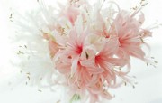 花卉艺术摄影 插花图片 Desktop Wallpaper of Flower Art 花的彩绘淡雅花艺二 花卉壁纸