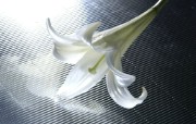 百合花的图片壁纸 flower lily Desktop wallpaper 花卉摄影系列百合花 花卉壁纸