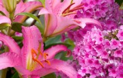 百合花的图片壁纸 flower lily Desktop wallpaper 花卉摄影系列百合花 花卉壁纸