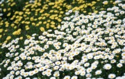 秋菊花香 29张 菊花图片菊花壁纸 Desktop Wallpaper of Chrysanthemum Flowers 秋菊花香菊花壁纸 花卉壁纸