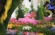 温室花卉图片 Flowers in Greenhouse 日本温室花卉展览馆 花卉壁纸