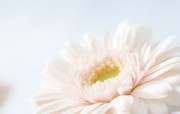 柔光摄影 朦胧柔和鲜花图片 柔光摄影 梦幻唯美野花摄影 花卉壁纸
