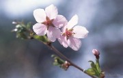 浪漫樱花壁纸 Japanese Cherry Blossom wallpapers 三月樱花节樱花壁纸 花卉壁纸