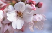 浪漫樱花壁纸 Japanese Cherry Blossom wallpapers 三月樱花节樱花壁纸 花卉壁纸