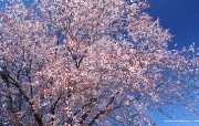 日本樱花图片 Japanese Sakura Cherry Blossom Photos 三月樱花节樱花壁纸 花卉壁纸