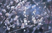 日本樱花图片 Japanese Sakura Cherry Blossom Photos 三月樱花节樱花壁纸 花卉壁纸