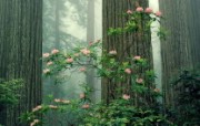 生命的绽放 植物花卉壁纸精选 第一辑 Rhododendrons in Bloom Redwood National Park California 杜鹃花和红杉图片壁纸 生命的绽放植物花卉壁纸精选 第一辑 花卉壁纸