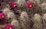 生命的绽放 植物花卉壁纸精选 第一辑 Hedgehog Cactus Sonora Desert Museum Tucson Arizona 刺猬掌花图片壁纸 生命的绽放植物花卉壁纸精选 第一辑 花卉壁纸