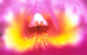 微距花卉图片壁纸 Desktop Wallpaper of micro focus Flowers 微距下的花香 花卉壁纸