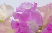 微距花卉图片壁纸 Desktop Wallpaper of micro focus Flowers 微距下的花香 花卉壁纸