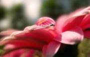 微距 鲜花上的水珠图片 微距之美鲜花与水珠 花卉壁纸