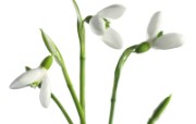 白色花朵 1 15 白色花朵 花卉壁纸
