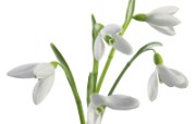 白色花朵 1 11 白色花朵 花卉壁纸