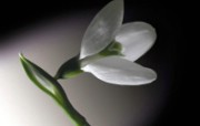 白色花朵 1 6 白色花朵 花卉壁纸