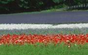 鲜艳的虞美人 Corn Poppy Flower Wallpapers 花卉 虞美人图片 Desktop Wallpaper of poppy flower 鲜艳的虞美人Corn Poppy Flower Wallpapers 花卉壁纸