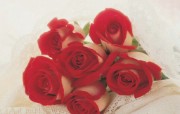 情人节的红玫瑰花图片 Red Roses on Valentine s Day 情人节壁纸情人节浪漫鲜花桌面 节日壁纸