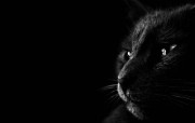 黑猫 多分辨率 壁纸11024x768 黑猫 （多分辨率） 精选壁纸