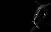 黑猫 多分辨率 壁纸41440x900 黑猫 （多分辨率） 精选壁纸