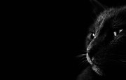 黑猫 多分辨率 壁纸51600x900 黑猫 （多分辨率） 精选壁纸