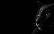 黑猫 多分辨率 壁纸102560x1600 黑猫 （多分辨率） 精选壁纸
