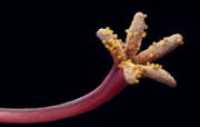 游历大千世界 geranium stigma 天竺葵柱头上的花粉图片壁纸 国家地理杂志每日一图2010三月摄影壁纸 人文壁纸